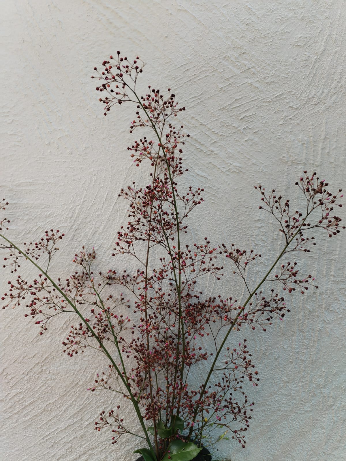 WhatsApp Image 2025-11-10 at 13.08.05