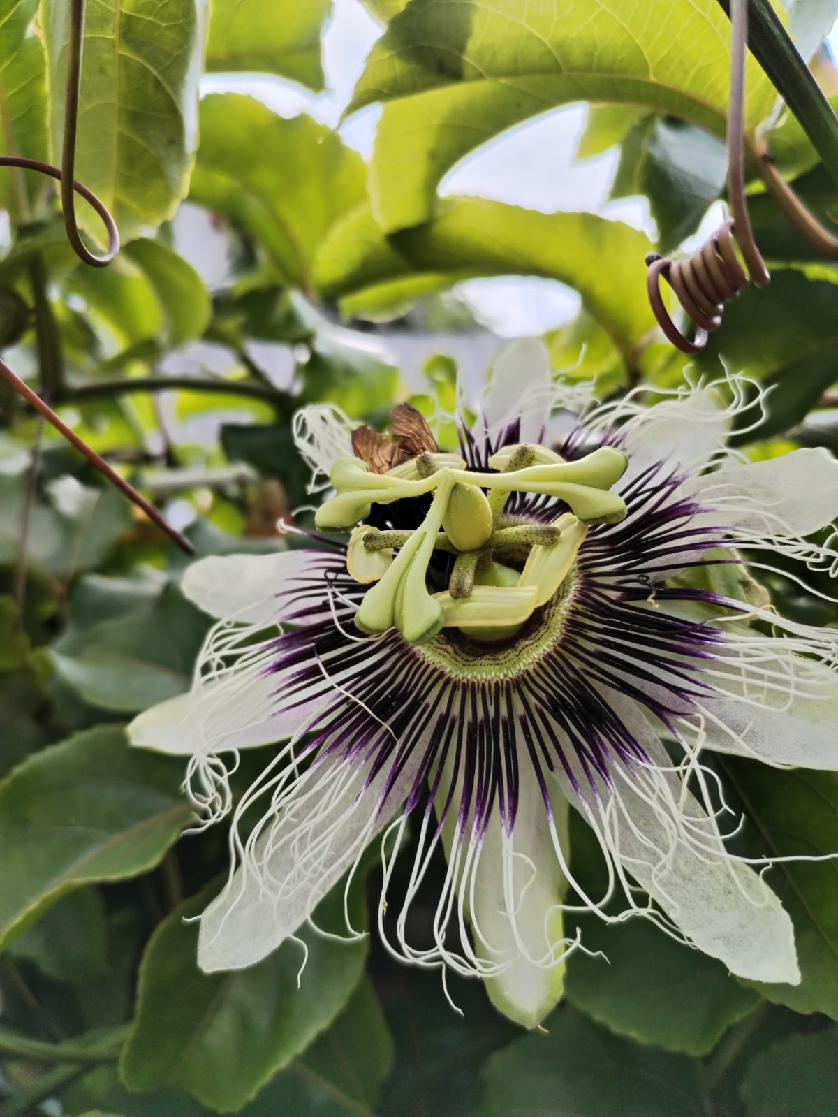 WhatsApp Image 2025-11-10 at 13.08.06 (1)